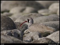 Ibisbill - Ibidorhyncha struthersii
