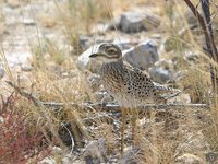 Spotted Thick-knee - Burhinus capensis