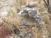 Spotted Thick-knee - Burhinus capensis