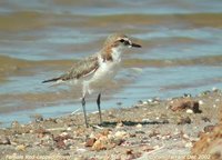 Red-capped Plover - Charadrius ruficapillus
