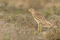 European Stone-Curlew (Burhinus oedicnemus) photo