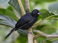 White-lined Tanager (Tachyphonus rufus) photo