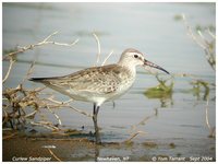 Curlew Sandpiper - Calidris ferruginea