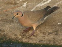 Vinaceous Dove - Streptopelia vinacea