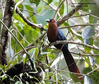 Chestnut-breasted Malkoha - Phaenicophaeus curvirostris