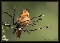 Shining Sunbeam - Aglaeactis cupripennis