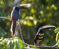 Many-banded Aracari - Pteroglossus pluricinctus