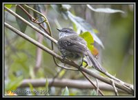 White-throated Tyrannulet - Mecocerculus leucophrys