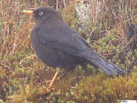 Sooty Robin - Turdus nigrescens