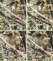 Clamorous Reed-Warbler - Acrocephalus stentoreus