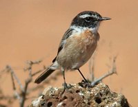 Canary Island Stonechat - Saxicola dacotiae