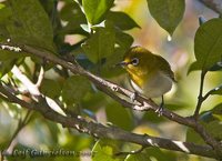 Mountain White-eye - Zosterops montanus