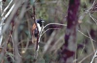 Rufous Vanga - Schetba rufa