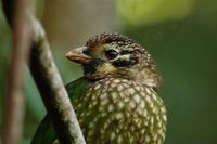 Spotted Catbird - Ailuroedus melanotis