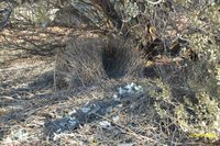 Western Bowerbird - Chlamydera guttata