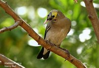 Wattled Starling - Creatophora cinerea