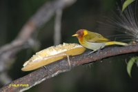 Rufous-headed Tanager - Hemithraupis ruficapilla