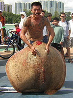 Marbled  Stingray (Dasyatis uarnak)