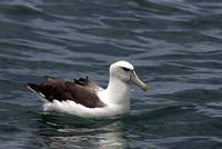 White-capped Albatross (Thalassarche cauta steadii)