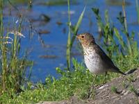 Hermit Thrush
