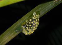 Red-eyed Tree Frog eggs  