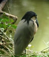 Boat-billed Heron