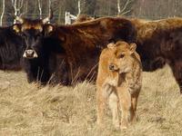 Kuh mit Kalb - Heck cattle: cow and calf