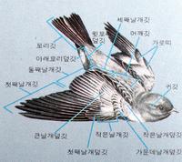 조류-깃털의 명칭