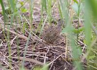 Lanceolated warbler C20D 03661.jpg