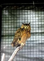 鵰鴞  	Eurasian Eagle Owl  	Bubo bubo