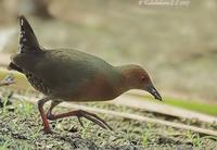 Ruddy-breasted Crake » Porzana fusca