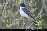 Eastern Kingbird - Ohio