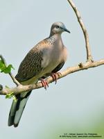 Spotted Dove Streptopelia chinensis