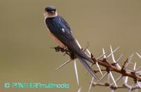 Hirundo senegalensis saturatior