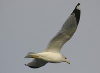 Ring-billed Gull