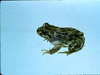 : Atelognathus solitarius