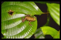 : Atelopus franciscus