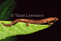 : Bolitoglossa colonnea