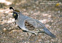 : Callipepla gambelii; Gambel's Quail