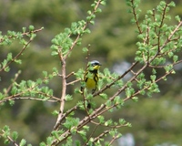 : Dendroica magnolia; Magnolia Warbler