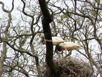 : Jabiru mycteria; Yabir