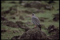 : Melierax metabates; Dark Chanting-goshawk