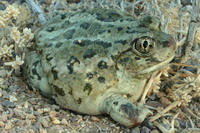 : Spea intermontana; Great Basin Spadefoot