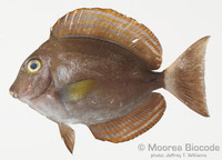 : Acanthurus nigricauda