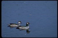 : Nettapus puichellus; Green Pygmy Goose