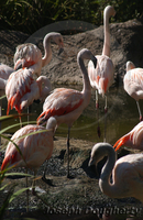: Phoenicopterus chilensis; Chilean Flamingo