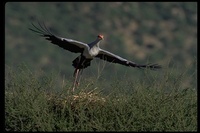 : Sagittarius serpentarius; Secretary Bird