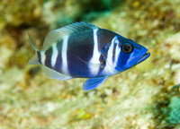 : Hypoplectrus unicolor; Indigo Hamlet