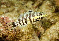 : Serranus tigrinus; Harlequin Bass