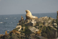 : Eumetopias jubatus; Stellar Sea Lion